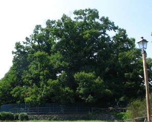 chestnuttree