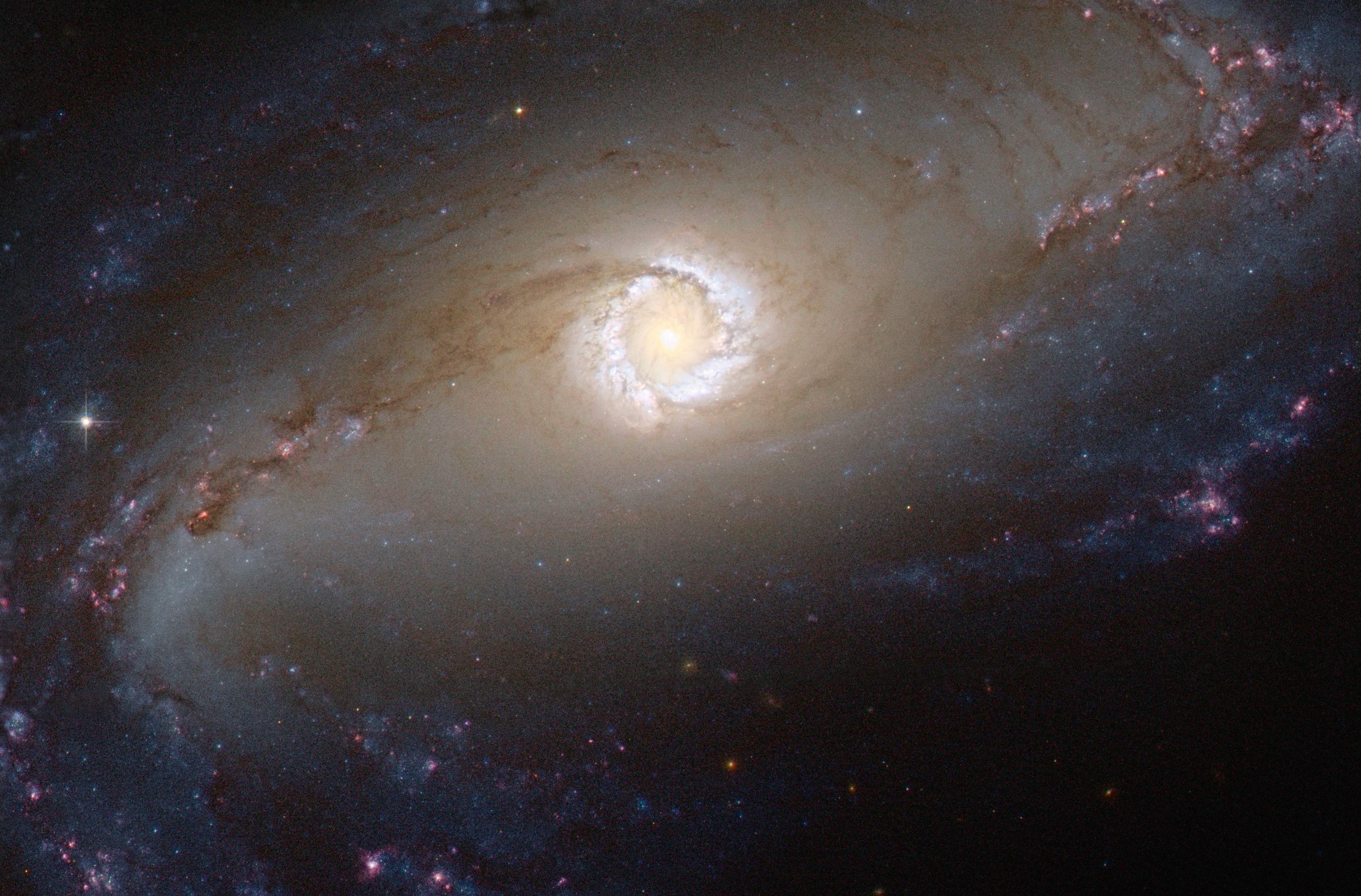 The NASA/ESA Hubble Space Telescope provides us this week with a spectacular image of the bright star-forming ring that surrounds the heart of the barred spiral galaxy NGC 1097. In this image, the larger-scale structure of the galaxy is barely visible: its comparatively dim spiral arms, which surround its heart in a loose embrace, reach out beyond the edges of this frame. This face-on galaxy, lying 45 million light-years away from Earth in the southern constellation of Fornax (The Furnace), is particularly attractive for astronomers. NGC 1097 is a Seyfert galaxy. Lurking at the very centre of the galaxy, a supermassive black hole 100 million times the mass of our Sun is gradually sucking in the matter around it. The area immediately around the black hole shines powerfully with radiation coming from the material falling in. The distinctive ring around the black hole is bursting with new star formation due to an inflow of material toward the central bar of the galaxy. These star-forming regions are glowing brightly thanks to emission from clouds of ionised hydrogen. The ring is around 5000 light-years across, although the spiral arms of the galaxy extend tens of thousands of light-years beyond it. NGC 1097 is also pretty exciting for supernova hunters. The galaxy experienced three supernovae (the violent deaths of high-mass stars) in the 11-year span between 1992 and 2003. This is definitely a galaxy worth checking on a regular basis. However, what it is really exciting about NGC 1097 is that it is not wandering alone through space. It has two small galaxy companions, which dance “the dance of stars and the dance of space” like the gracious dancer of the famous poem The Dancer by Khalil Gibran. The satellite galaxies are NGC 1097A, an elliptical galaxy orbiting 42 000 light-years from the centre of NGC 1097 and a small dwarf galaxy named NGC 1097B. Both galaxies are located out beyond the frames of this image and they cannot be seen. Astronomers have indications that NGC 1097 and NGC 1097A have interacted in the past. This picture was taken with Hubble’s Advanced Camera for Surveys using visual and infrared filters. A version of this image was submitted to the Hubble’s Hidden Treasures image processing competition by contestant Eedresha Sturdivant.