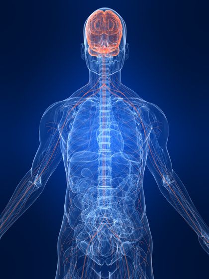 menschliches nervensystem